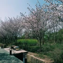 桤木河湿地公园 - 成都市旅游 缩略图 9