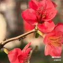 西安植物园-牡丹芍药园 - 西安市旅游 缩略图 4