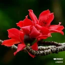西安植物园-牡丹芍药园 - 西安市旅游 缩略图 1