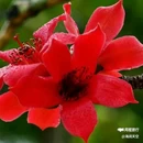 西安植物园-牡丹芍药园 - 西安市旅游 缩略图 3