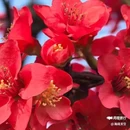 西安植物园-牡丹芍药园 - 西安市旅游 缩略图 9