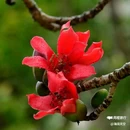 西安植物园-牡丹芍药园 - 西安市旅游 缩略图 5