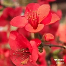 西安植物园-牡丹芍药园 - 西安市旅游 缩略图 2