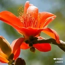 西安植物园-牡丹芍药园 - 西安市旅游 缩略图 6