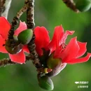 西安植物园-牡丹芍药园 - 西安市旅游 缩略图 7