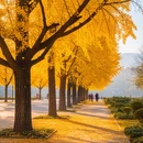 杭州旅游 缩略图 5