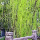 茅家埠景区 - 杭州市旅游 缩略图 5