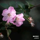西安植物园-牡丹芍药园 - 西安市旅游 缩略图 7