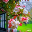 西安植物园-牡丹芍药园 - 西安市旅游 缩略图 9