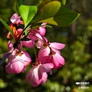 西安植物园-牡丹芍药园 - 西安市旅游 缩略图 8
