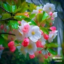 西安植物园-牡丹芍药园 - 西安市旅游 缩略图 6