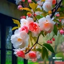 西安植物园-牡丹芍药园 - 西安市旅游 缩略图 2