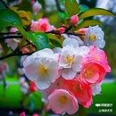 西安植物园-牡丹芍药园 - 西安市旅游 缩略图 4