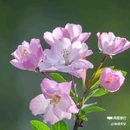 西安植物园-牡丹芍药园 - 西安市旅游 缩略图 3
