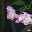 西安植物园-牡丹芍药园 - 西安市旅游 缩略图 5
