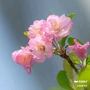 西安植物园-牡丹芍药园 - 西安市旅游 缩略图 1