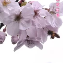 城东村 - 德阳市旅游 缩略图 6