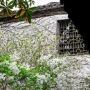 何园 - 扬州市旅游 缩略图 5