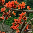 西安幸福林带 - 西安市旅游 缩略图 4