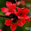 西安幸福林带 - 西安市旅游 缩略图 7