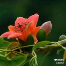 西安幸福林带 - 西安市旅游 缩略图 3
