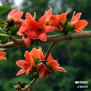 西安幸福林带 - 西安市旅游 缩略图 6
