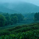 上茅家埠 - 杭州市旅游 缩略图 5
