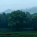 上茅家埠 - 杭州市旅游 缩略图 4