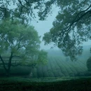 上茅家埠 - 杭州市旅游 缩略图 1