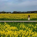 蔡浜村 - 上海市旅游 缩略图 5