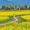 西递古村景区 - 黄山市旅游 缩略图 4