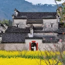 西递古村景区 - 黄山市旅游 缩略图 3