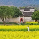 西递古村景区 - 黄山市旅游 缩略图 2