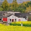 西递古村景区 - 黄山市旅游 缩略图 8