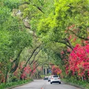 香山中街 - 深圳市旅游 缩略图 5