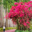 香山中街 - 深圳市旅游 缩略图 1