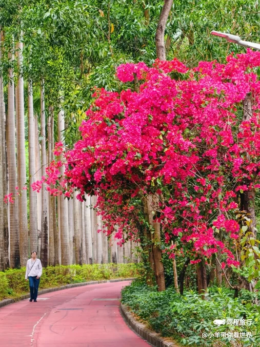 香山中街 - 深圳市旅游