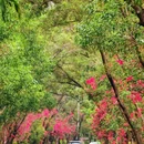 香山中街 - 深圳市旅游 缩略图 2