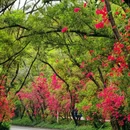 香山中街 - 深圳市旅游 缩略图 3