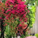 香山中街 - 深圳市旅游 缩略图 8
