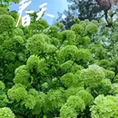 重庆铁山坪森林公园-花田觅香景区 - 重庆市旅游 缩略图 5