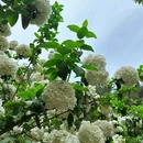 重庆铁山坪森林公园-花田觅香景区 - 重庆市旅游 缩略图 7