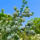 重庆铁山坪森林公园-花田觅香景区 - 重庆市旅游 缩略图 6