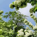重庆铁山坪森林公园-花田觅香景区 - 重庆市旅游 缩略图 8