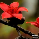 西安植物园-牡丹芍药园 - 西安市旅游 缩略图 2