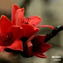 西安植物园-牡丹芍药园 - 西安市旅游 缩略图 4