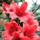 西安植物园-牡丹芍药园 - 西安市旅游 缩略图 8