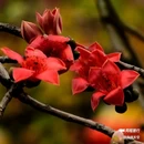 西安植物园-牡丹芍药园 - 西安市旅游 缩略图 7