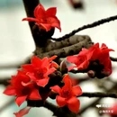 西安植物园-牡丹芍药园 - 西安市旅游 缩略图 6