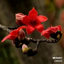 西安植物园-牡丹芍药园 - 西安市旅游 缩略图 5